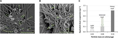 Investigation of Siderophore-Promoted and Reductive Dissolution of Dust in Marine Microenvironments Such as Trichodesmium Colonies